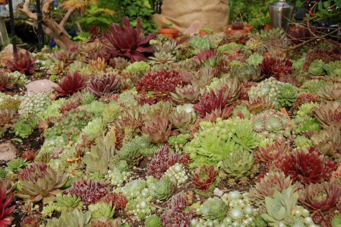 Sempervivum Dachwurz Hauswurz